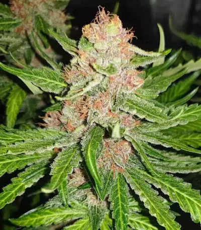 Tropicanna Poison F1 Fast Version Feminized Seeds (Sweet Seeds)
