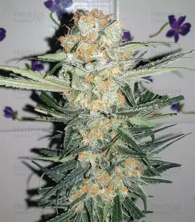 Semillas feminizadas Wedding Cake (Original Sensible Seeds)