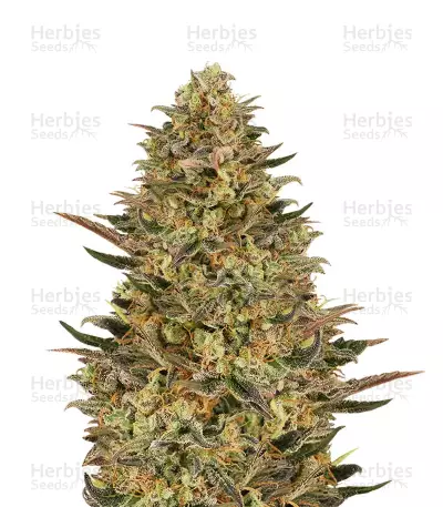 Wedding Flowers feminized seeds
