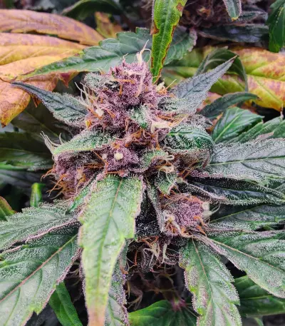 Strawberry Gorilla Auto strain