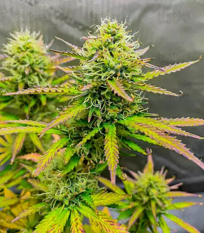Wedding Cake Autoflower Feminized Seeds (EGS)