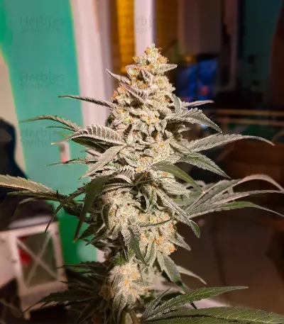 Do-si-Dos