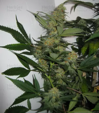 Apollo 11 strain