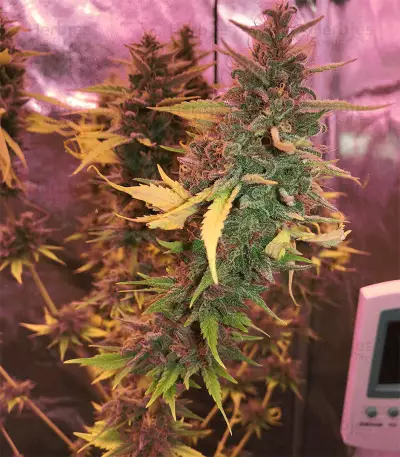 Ayahuasca Purple