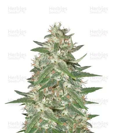 Graines de cannabis Amazing Haze (Homegrown Fantaseeds)