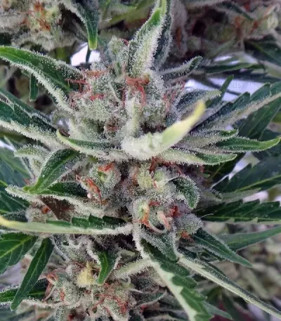 Auto Malawi x Northern Lights