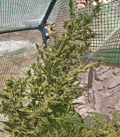 Auto Malawi x Northern Lights