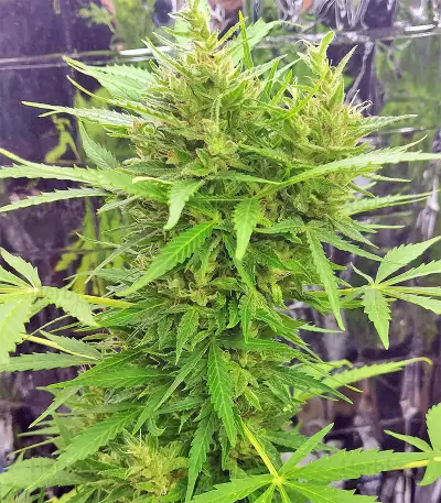 BCN Power Plant Seeds