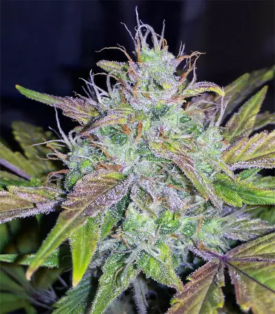 Berry Ryder Auto feminized seeds