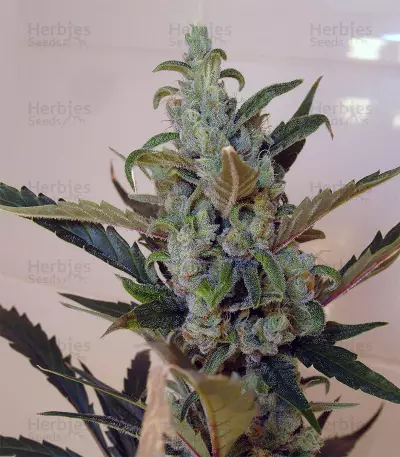 Berry Ryder Auto feminized seeds