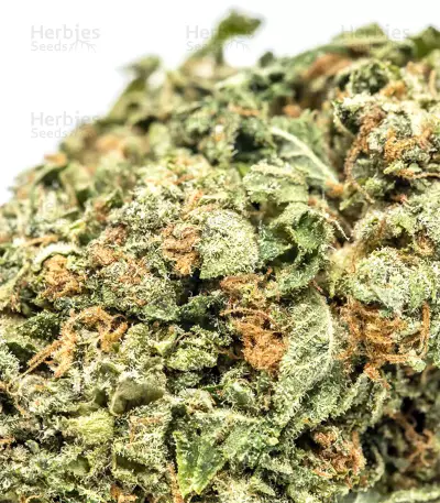 Bruce Banner #3 Seeds (Big Head Seeds)