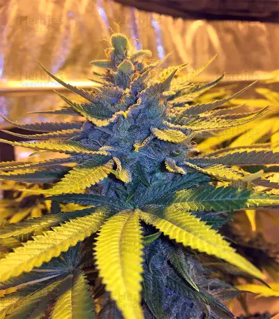 Bubble Bomb feminized seeds