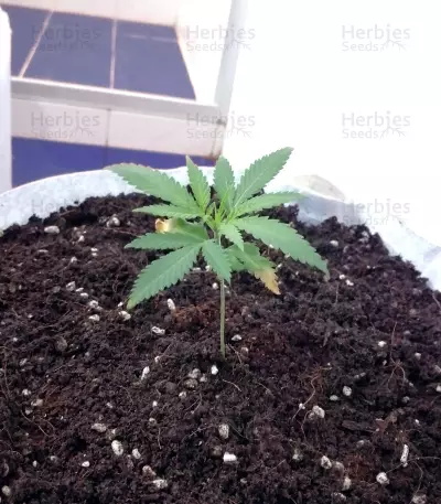 Buzz 'n' Smiles Super Lemon Haze (Big Head Seeds)