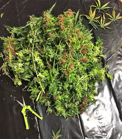 Graines de cannabis Chem Berry D regular (Dark Horse Genetics)