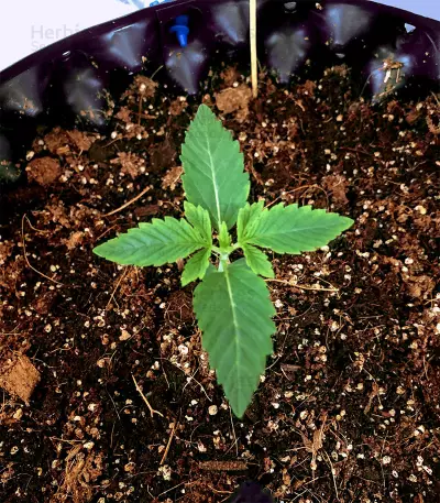 Do-Si-Dos Cookies Seeds