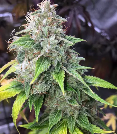 Fuel OG Seeds