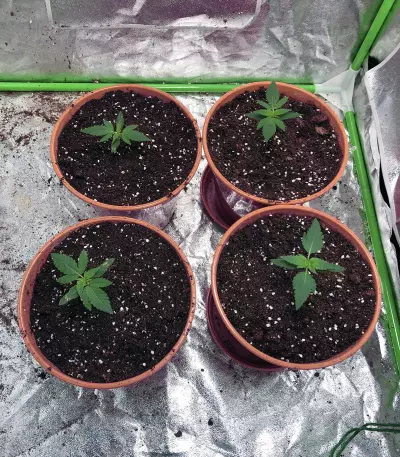 Gelato Auto feminized seeds (Original Sensible Seeds)