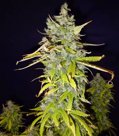 GG#4 Original Glue Auto strain