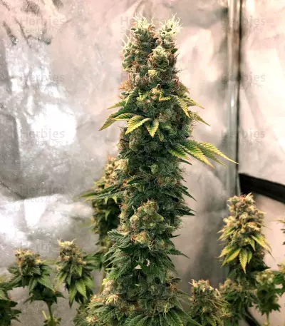 Graines de cannabis Kali Dog (RQS)
