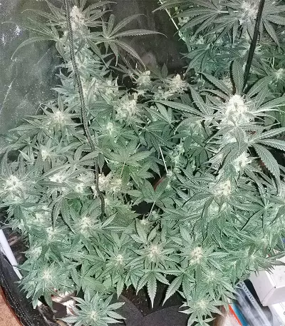 King Kong Seeds