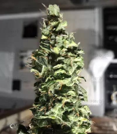NL Auto Seeds
