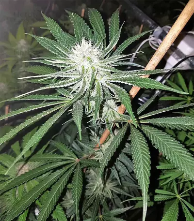 Original Bruce Banner Seeds