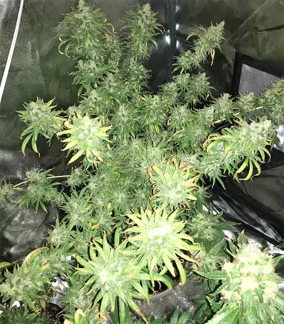 Pakistan Chitral Kush Seeds