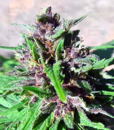 Pakistan Chitral Kush Seeds (Ace Seeds)