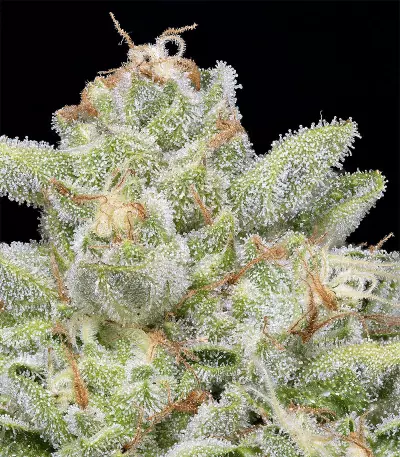 Skywalka Cookies Seeds