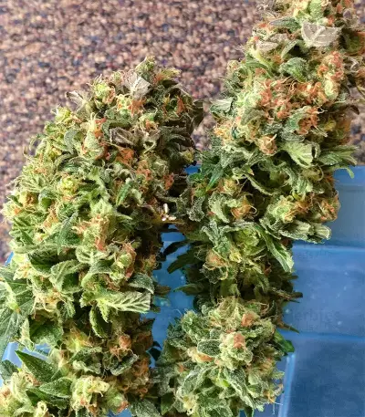 Skywalka Ghost Kush (Big Head Seeds)