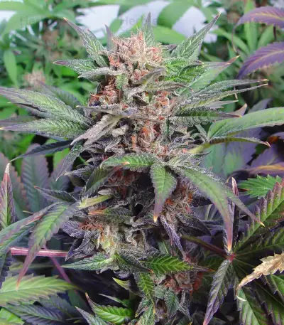 Semi femminizzati Somango (Soma Seeds)