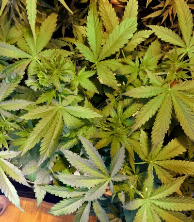Super Lemon Haze Auto CBD Seeds