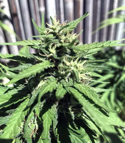 Supercheese Seeds