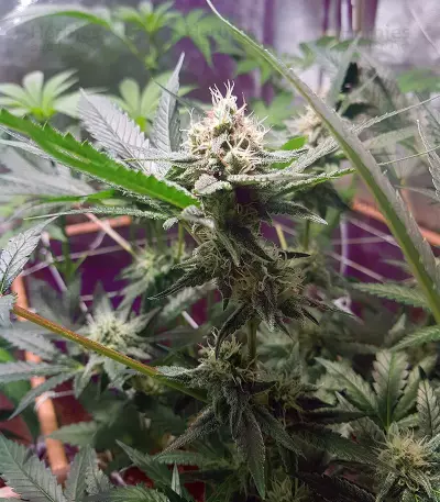 Toxic feminized seeds