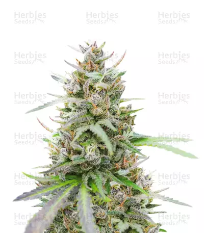 Afghan Auto Feminized Seeds (Herbies Seeds USA)