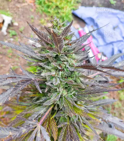 Afghan Kush x Super Skunk (Herbies Seeds)