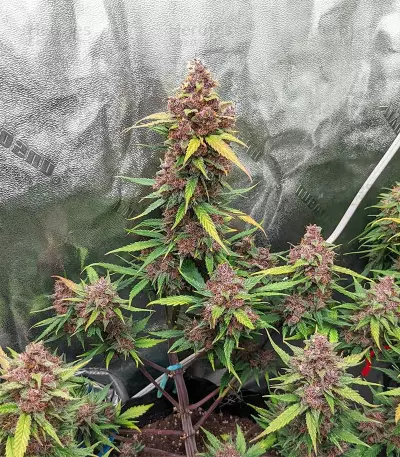 Alien Moonrocks Seeds (Original Sensible Seeds)