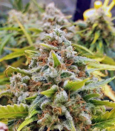 Amnesia Autoflower (Seedstockers)