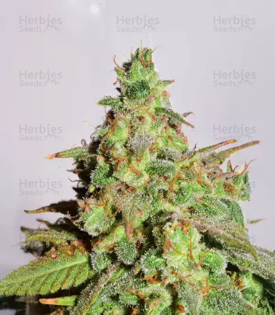 Auto Euforia (Dutch Passion)