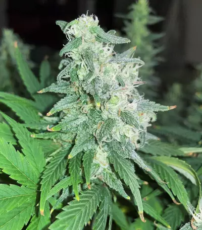 Auto Gelato (Female Seeds)