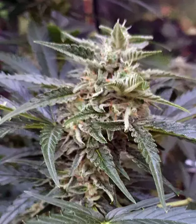 Auto Masszar Seeds
