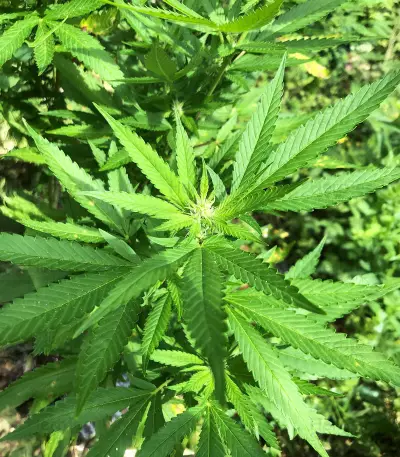 Bay Burger Seeds (Delicious Seeds)