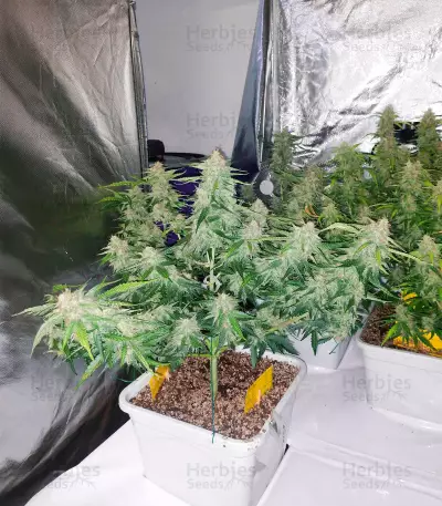 Semi femminizzati di Berry Bomb Auto
