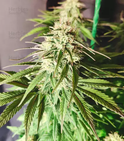 Cotton Candy Cane feminized seeds