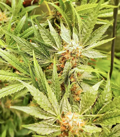 Semi Femminizzati Dozy Cake (AlphaFem Seeds)