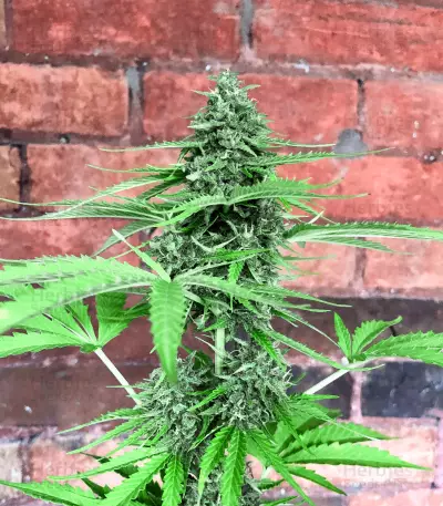Fruit Punch Auto (Heavyweight Seeds)