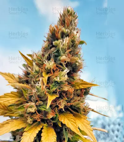 Gelato (Cali Buds Seeds)