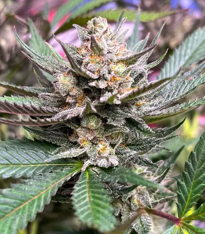 GG4 Sherbet Fast Flowering Feminized Seeds (Fast Buds)