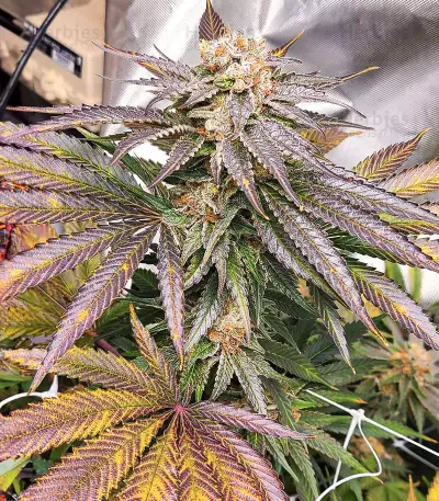 Sementes Feminizadas de Grandaddy Banner (AlphaFem Seeds)