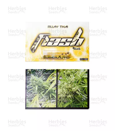 Muay Thai Auto (Flash Seeds)